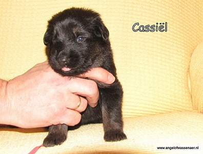 Cassiel 3 weken